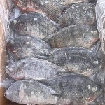 Poisson